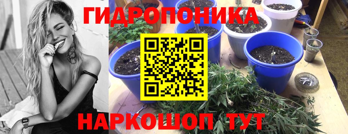 Канабис индика Волхов